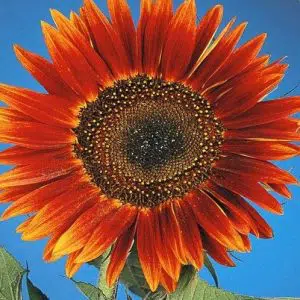 girassol sol noturno 10 sementes 2525 e1496708482487