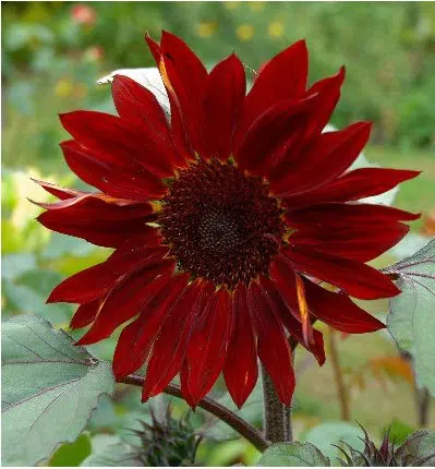 girassol sol vermelho 10 sementes 3291 e1496708779378
