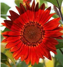 girassol sol vermelho 10 sementes 3694 e1496708731723