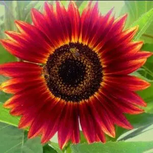 girassol sol vermelho 10 sementes 4207 e1494730301348