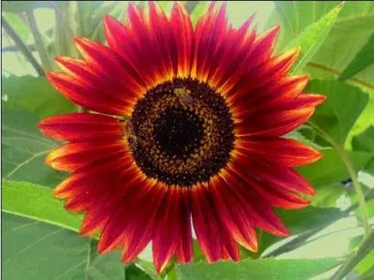 girassol sol vermelho 10 sementes 4207 e1494730301348