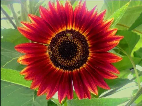 girassol sol vermelho 10 sementes 4207 e1494730301348