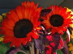 girassol sol vermelho 10 sementes 7197 e1496708684660