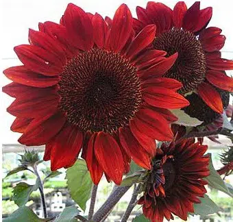 girassol sol vermelho 10 sementes 8614 e1496708560733