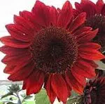 girassol sol vermelho 10 sementes 9700 e1496708664152