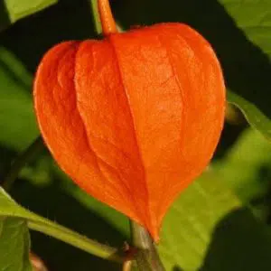 lanterna chinesa 20 sementes 9852 e1496620412250