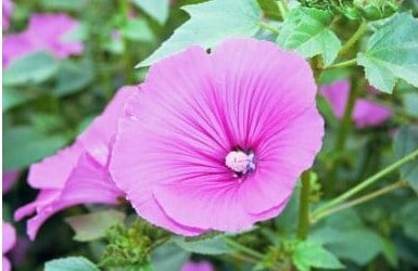 Malva Rosa: 15 Sementes - SoFlor Sementes