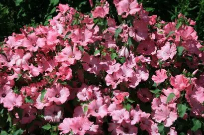 malva rosa 15 sementes 2285 e1496700329663