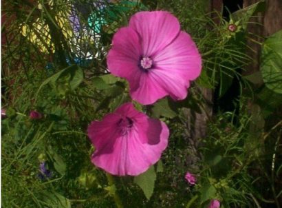 malva rosa 15 sementes 3689 e1496700304270