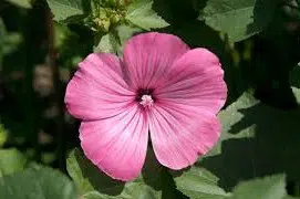 malva rosa 15 sementes 6275 e1496700407760