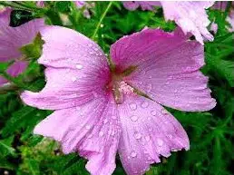 malva rosa 15 sementes 6378 e1496700381300