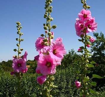 Malva Rosa: 15 Sementes - SoFlor Sementes