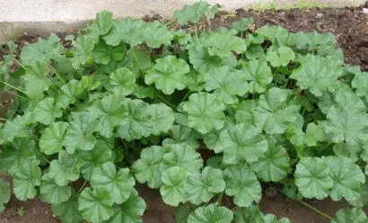 malva sortida 15 sementes 1602 e1496700037780