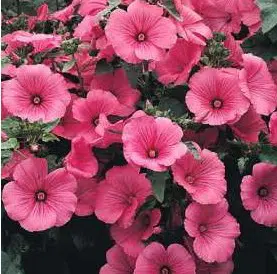 malva sortida 15 sementes 4199 e1496700086766