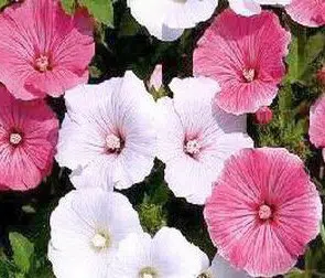 malva sortida 15 sementes 6315 e1496699860417