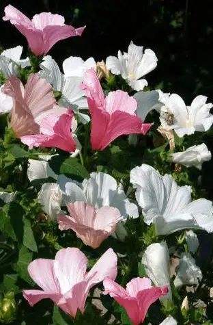 malva sortida 15 sementes 6509 e1496699963799