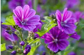 malva zebra 15 sementes 5541 e1496699534573