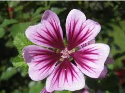 Malva Zebra: 15 Sementes