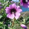 malva zebra 15 sementes 6831 e1496699636509