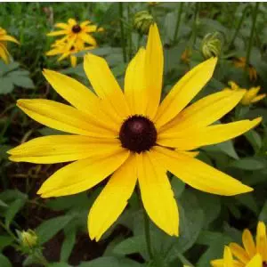 margarida amarela 20 sementes 4293 e1496698737811