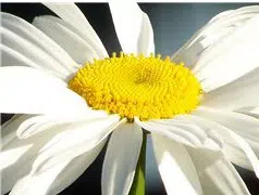 margarida gigante branca 20 sementes 0159 e1496699296148