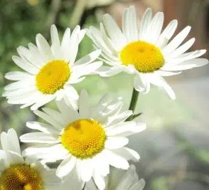 margarida gigante branca 20 sementes 4875 e1496698974738