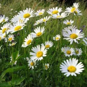 margarida gigante branca 20 sementes 5265 e1496699208318