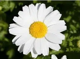 margarida gigante branca 20 sementes 5562 e1496699267387