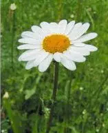 margarida gigante branca 20 sementes 7169 e1496699157285