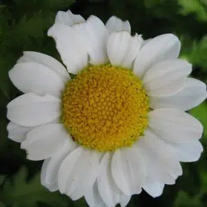 margaridinha branca 20 sementes 1185 e1496697162179