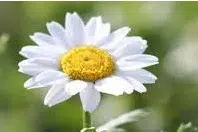 margaridinha branca 20 sementes 5096 e1496697056682
