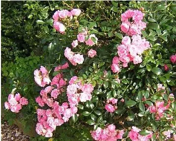 mini rosa 10 sementes 0229 e1496685668527