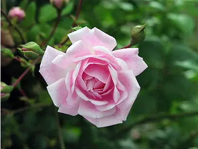 mini rosa 10 sementes 4406 e1496685861515