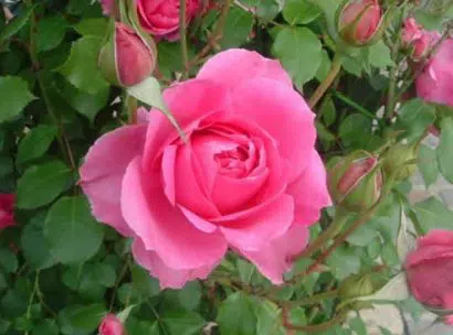 mini rosa 10 sementes 5626 e1496685692527