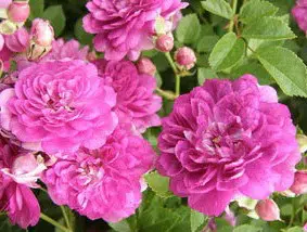 mini rosa 10 sementes 8232 e1496685643904