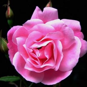 Mini Rosa: 10 Sementes