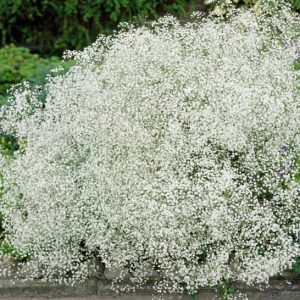 mosquitinho branco gypsophila 20 sementes 0294 e1496620872193