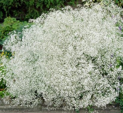 mosquitinho branco gypsophila 20 sementes 0294 e1496620872193