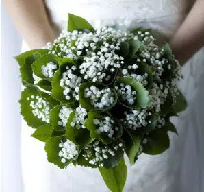 mosquitinho branco gypsophila 20 sementes 0868 e1496621077600