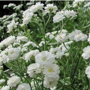 mosquitinho branco gypsophila 20 sementes 0890 e1496620897454