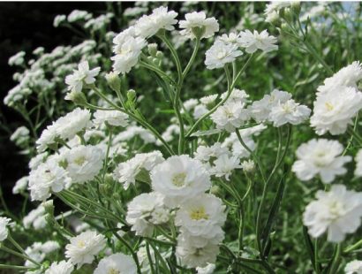 mosquitinho branco gypsophila 20 sementes 0890 e1496620897454