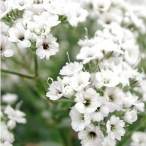 mosquitinho branco gypsophila 20 sementes 0897 e1496620833935