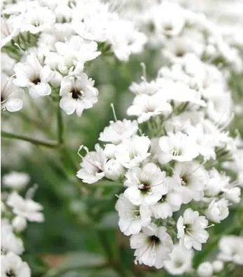 mosquitinho branco gypsophila 20 sementes 0897 e1496620833935