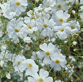 Mosquitinho Branco (Gypsophila): 20 Sementes