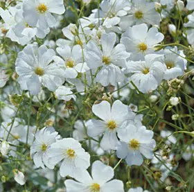 Mosquitinho Branco (Gypsophila): 20 Sementes