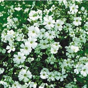 mosquitinho branco gypsophila 20 sementes 3200 e1496620809529