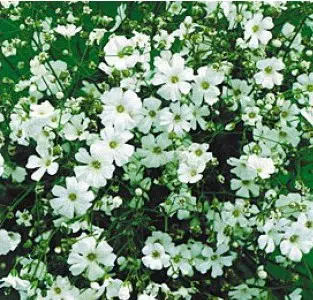 mosquitinho branco gypsophila 20 sementes 3200 e1496620809529
