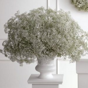 mosquitinho branco gypsophila 20 sementes 3862 e1496621137632