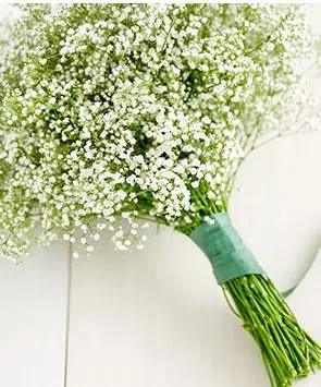 mosquitinho branco gypsophila 20 sementes 5274 e1496621001395