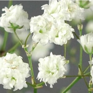 mosquitinho branco gypsophila 20 sementes 5887 e1496620917993